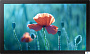 картинка Дисплей Samsung QB13R - превью 1